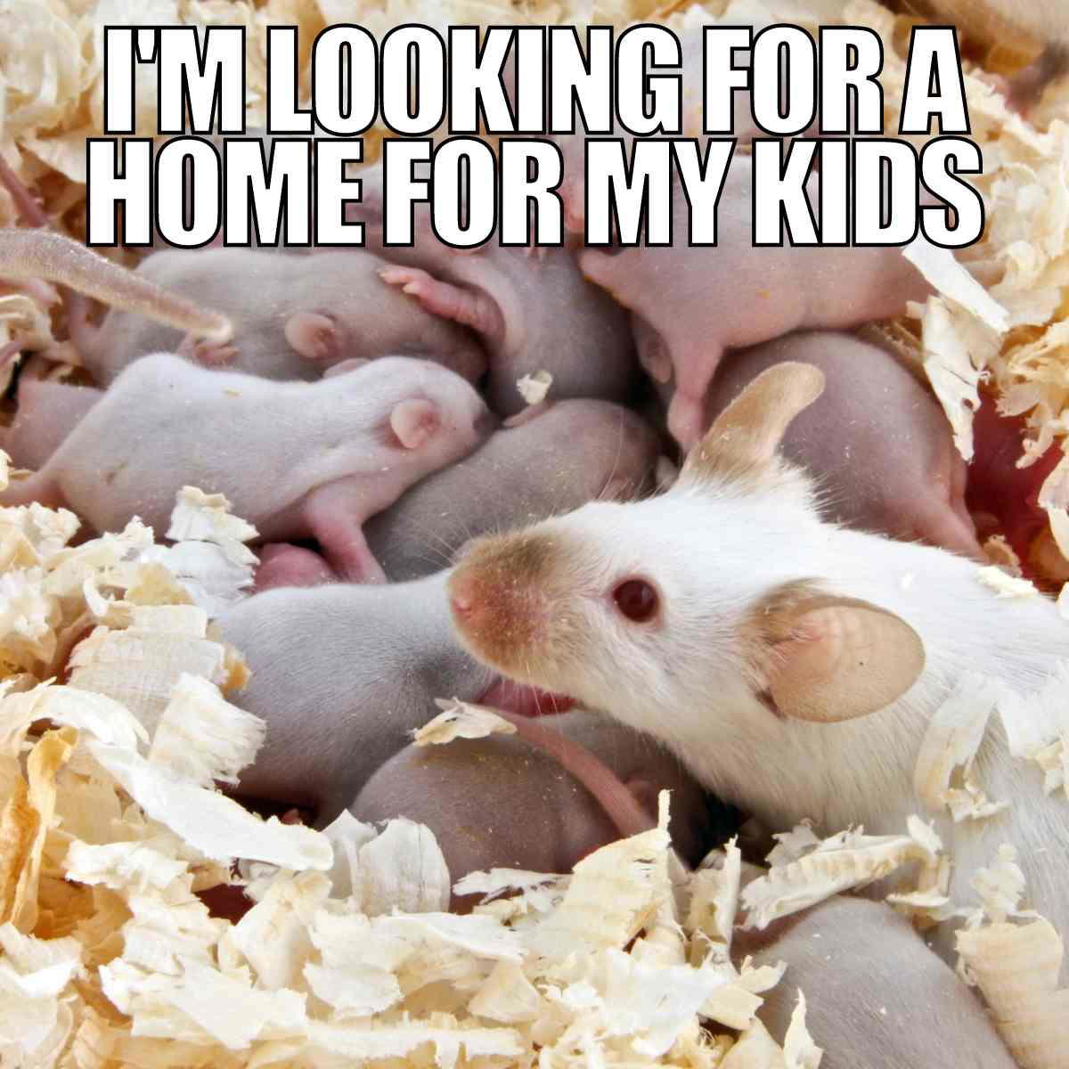 mice infestation meme mice infestation meme caption reads i am looking for a home for my kids