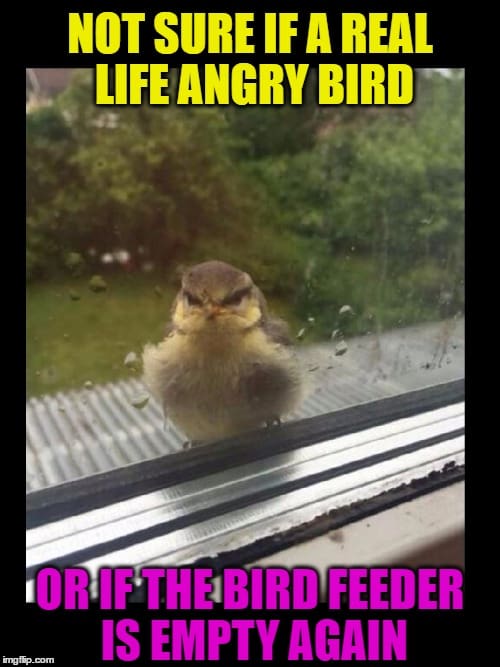 angry-birds-memes-3