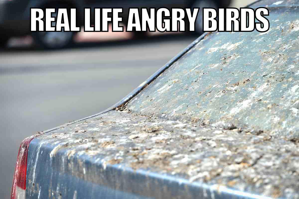 real life angry birds meme