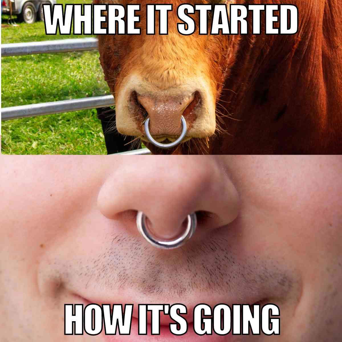 cow nose ring meme cow nose ring meme