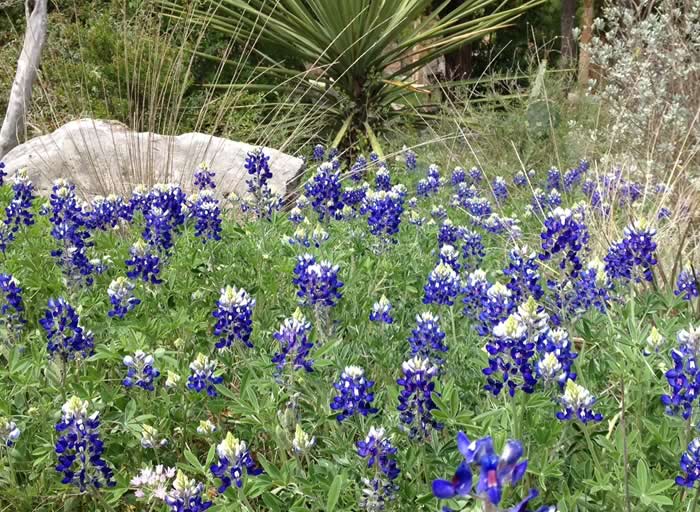 bluebonnets bluebonnets