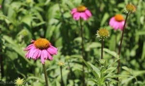 lady bird johnson wildflower center family road trip austin tx