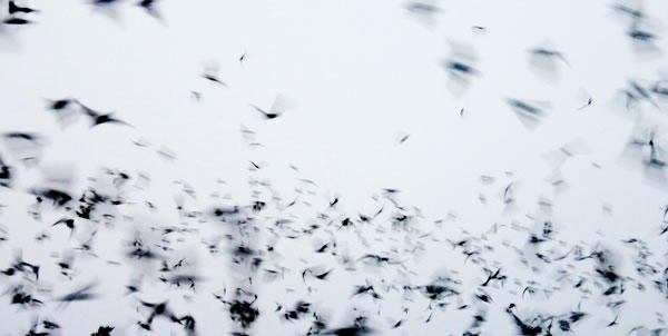 austin bats