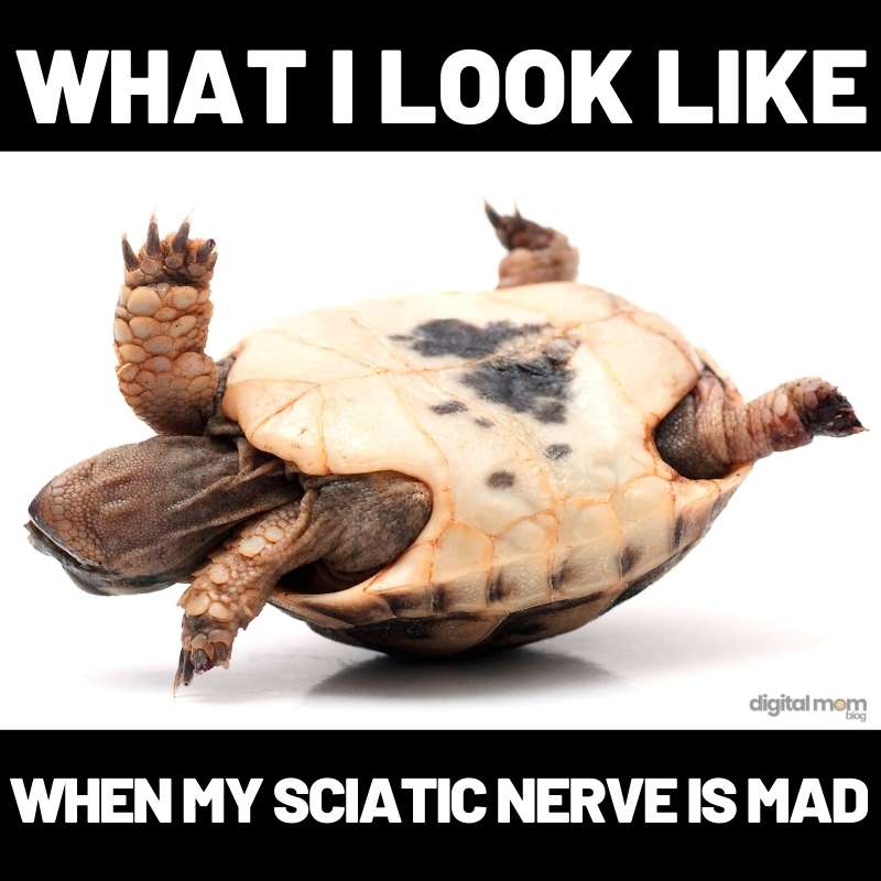 sciatica nerve meme turtle on back sciatica nerve meme turtle on back