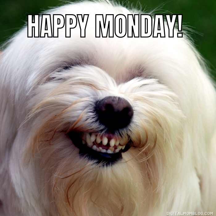 happy monday meme Meme of a fluffy white dog grinning cheekily with the text 'Happy Monday!', capturing the spirit of Monday humor with a canine twist.