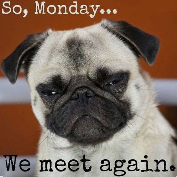 pug monday 2 Grumpy pug with narrowed eyes captioned "So, Monday... We meet again," expressing Monday blues in a funny meme.