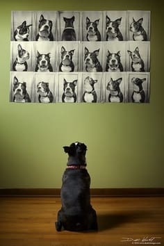 dog photo wall Dog Portrait Gallery Wall