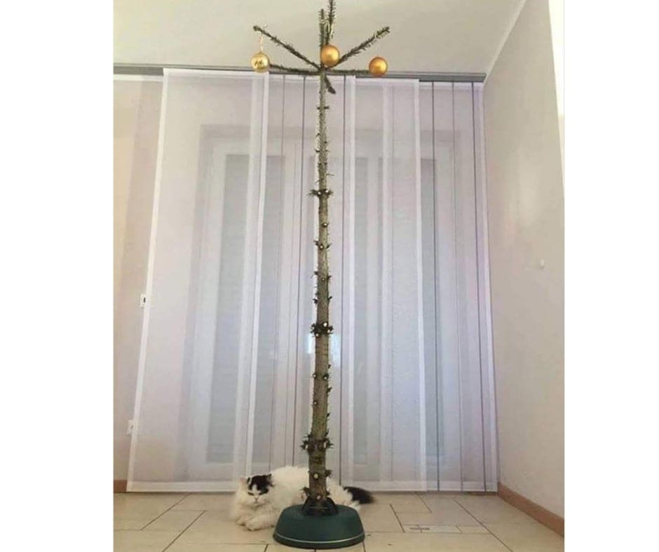 Cat Lovers Dream! A Cat Friendly Christmas Tree! funnycatchristmastree