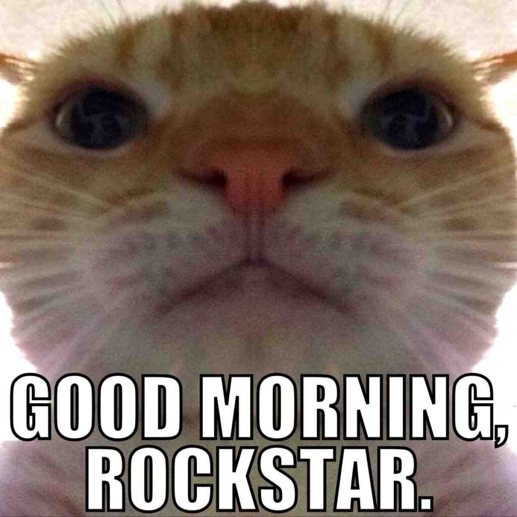 good morning inspiration meme A humorous meme featuring a close-up of a cat's face with the text 'Good morning, rockstar.'