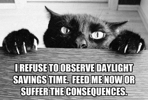cat daylight savings meme e1572545484308 Meme of a cat peeking over a table with wide eyes, captioned "I refuse to observe daylight savings time. Feed me now or suffer the consequences."