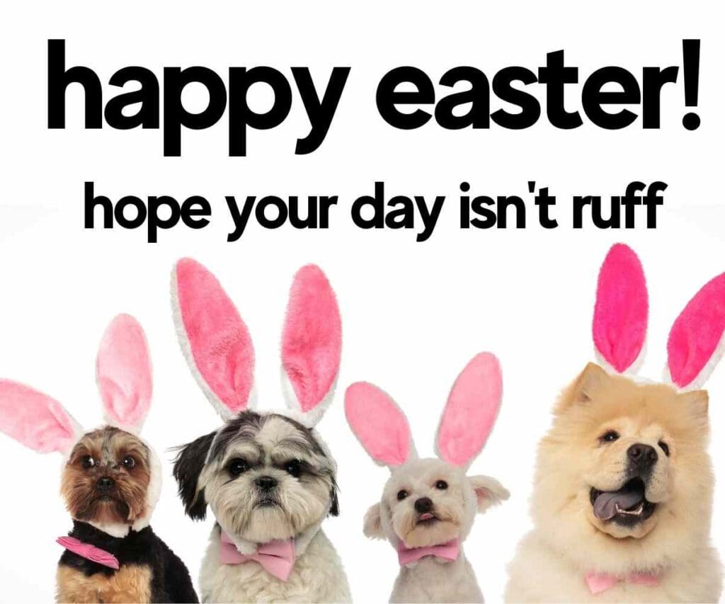 dog happy easter meme Four adorable dogs wearing pink bunny ears and bow ties sit beneath the playful message "Happy Easter! Hope your day isn't ruff." Perfect for an Easter meme, these pooches are all set to hop into your heart and leave you giggling harder than a rabbit on a trampoline.
