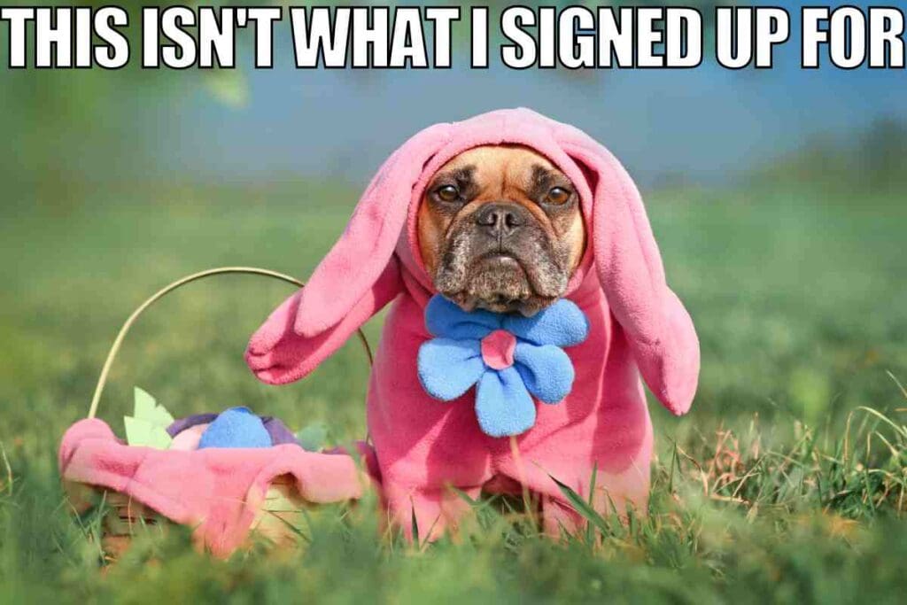 easter dog meme A grumpy bulldog dressed in a pink bunny costume with floppy ears and a blue flower sits on the grass next to an Easter basket filled with colorful eggs, under the caption 'This isn't what I signed up for.' The dog's expression screams, "I'm too old for this Easter egg hunt nonsense!"