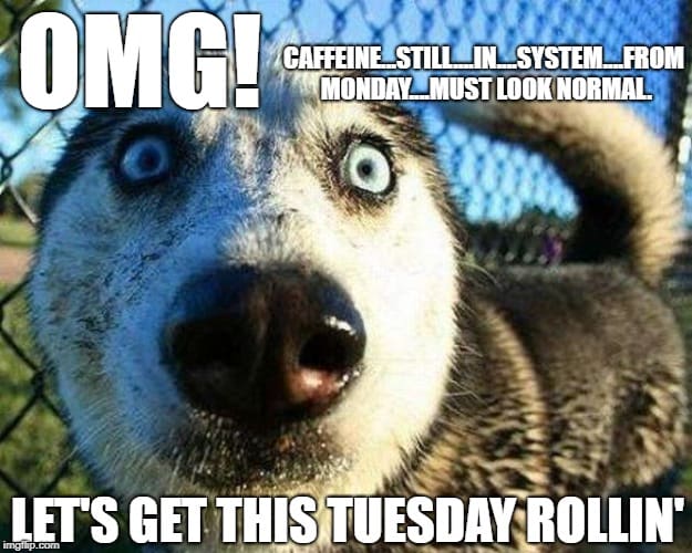 go tuesday Hilarious Tuesday meme featuring a wideeyed dog looking shocked with the text: 'OMG! Caffeine still in system from Monday... must look normal. Let's get this Tuesday rollin.'' Perfect representation of Tuesday struggles with humor and charm.