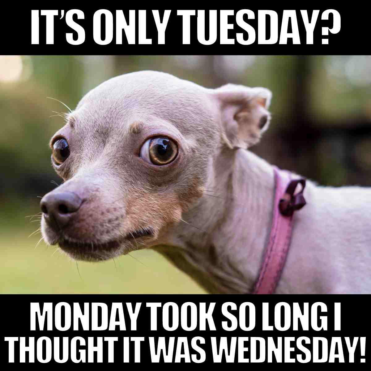 its only tuesday meme 1 Meme with a wideeyed dog looking hilariously shocked with text: 'It's only Tuesday? Monday took so long I thought it was Wednesday!' capturing the relatable feeling of a neverending week.