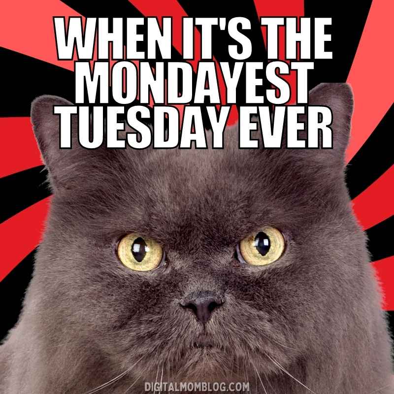 mondayest tuesday ever meme Grumpy cat meme with text: 'When it's the Mondayest Tuesday ever.' Perfect for expressing that awkward, extralong Tuesday feeling.