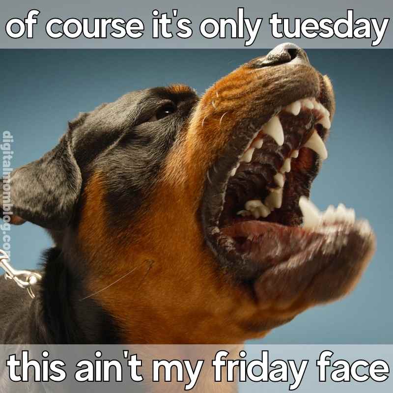 only tuesday meme funny Meme of a dog with bared teeth, expressing frustration that it's only Tuesday: "of course it's only tuesday, this ain't my friday face".