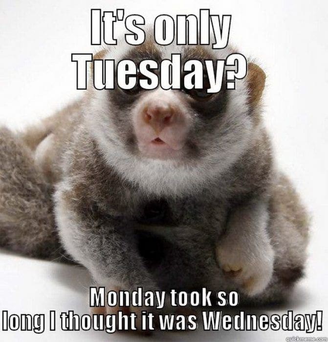 only tuesday meme Meme of a disheveledlooking chicken with wild feathers, captioned 'It's only Tuesday and I'm already 95% done with this week!', capturing the midweek struggle sentiment with humor.