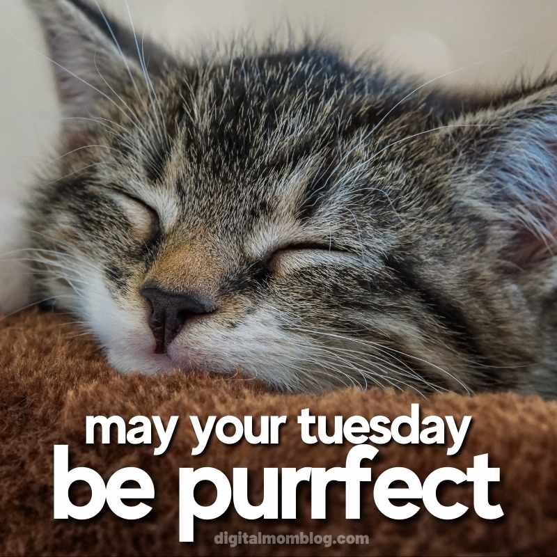 positive tuesday cat meme Adorable sleeping kitten with the text 'May your Tuesday be purrfect,' a meme for spreading cozy Tuesday vibes.