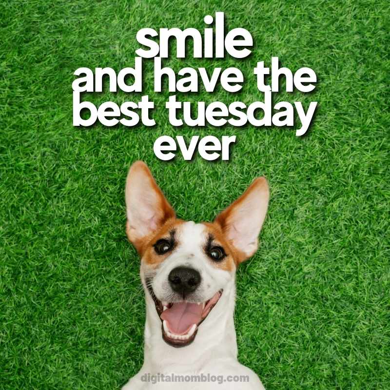 tuesday dog meme Happy dog lying on grass with big grin and perked ears, paired with text 'Smile and have the best Tuesday ever' in a humorpacked Tuesday meme.