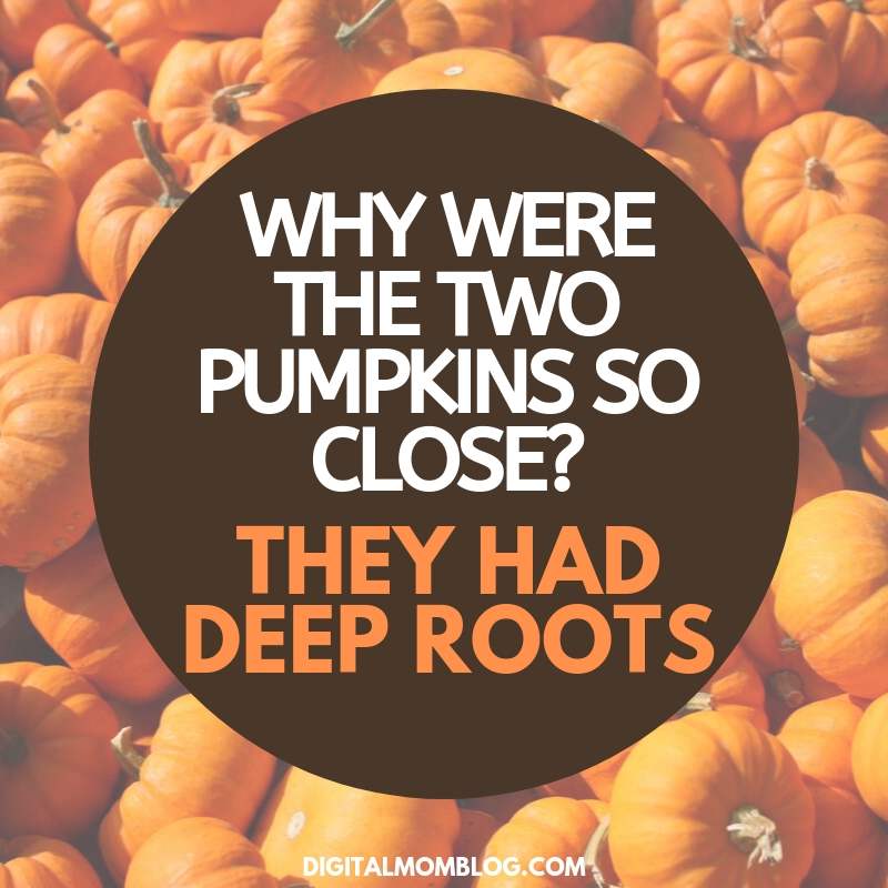 deep roots deep roots