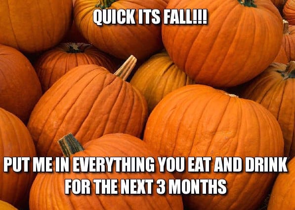 pumpkin meme pumpkin meme