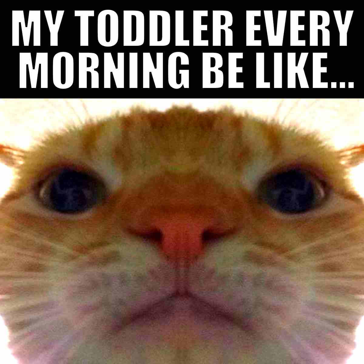 toddler co sleeping meme Meme of a cat's face closeup with text "My Toddler Every Morning Be Like..." humorously comparing a toddler's morning look to a cat.