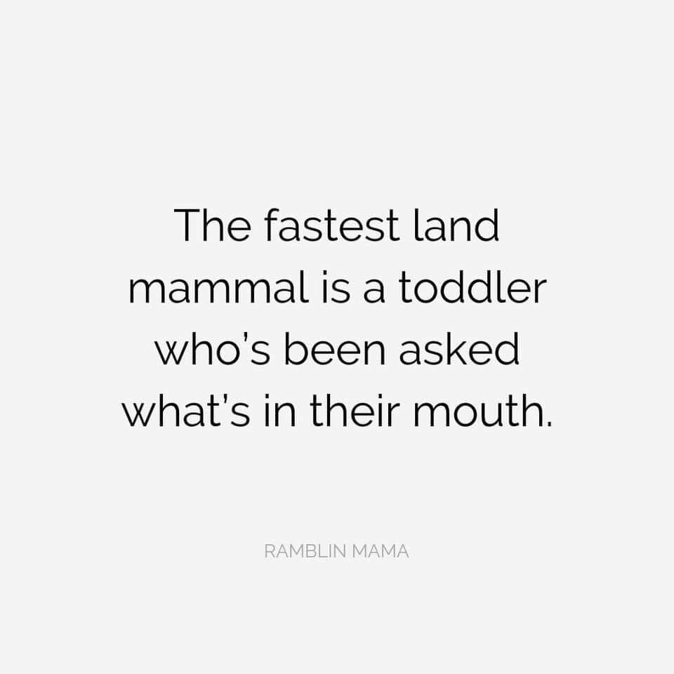 fastest toddler meme Meme with text proclaiming toddlers asking 'What's in their mouth?' as the fastest land mammals, humorously labeling them as speed demons. Meme text: 'The fastest land mammal is a toddler who's been asked what's in their mouth.'