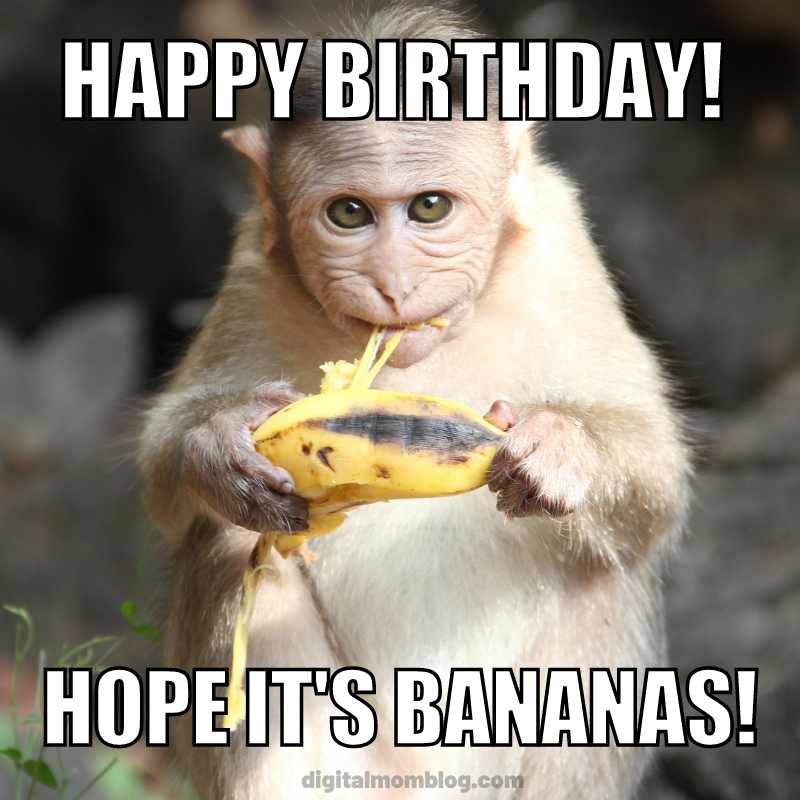 happy birthday monkey meme Cheeky monkey meme wishing you a 'Happy Birthday' with a banana, hoping your day goes totally bananas.
