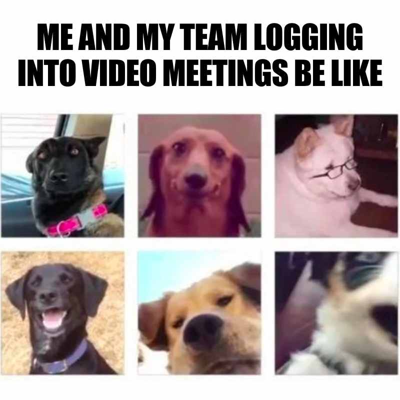 coworkers video meeting meme Meme of dogs with funny expressions representing team members logging into a video meeting, labeled "ME AND MY TEAM LOGGING INTO VIDEO MEETINGS BE LIKE."