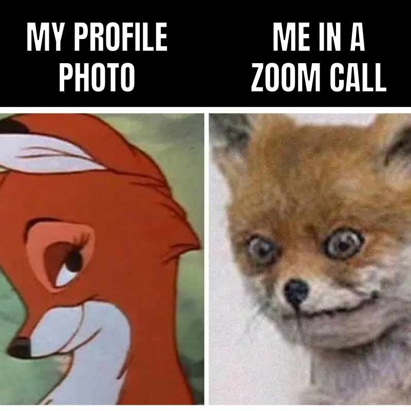 profile vs reality zoom meeting meme Meme of a cartoon fox looking smooth and composed labeled "My Profile Photo" next to a disheveled stuffed fox labeled "Me in a Zoom Call," humorously comparing ideal online presence to reality.