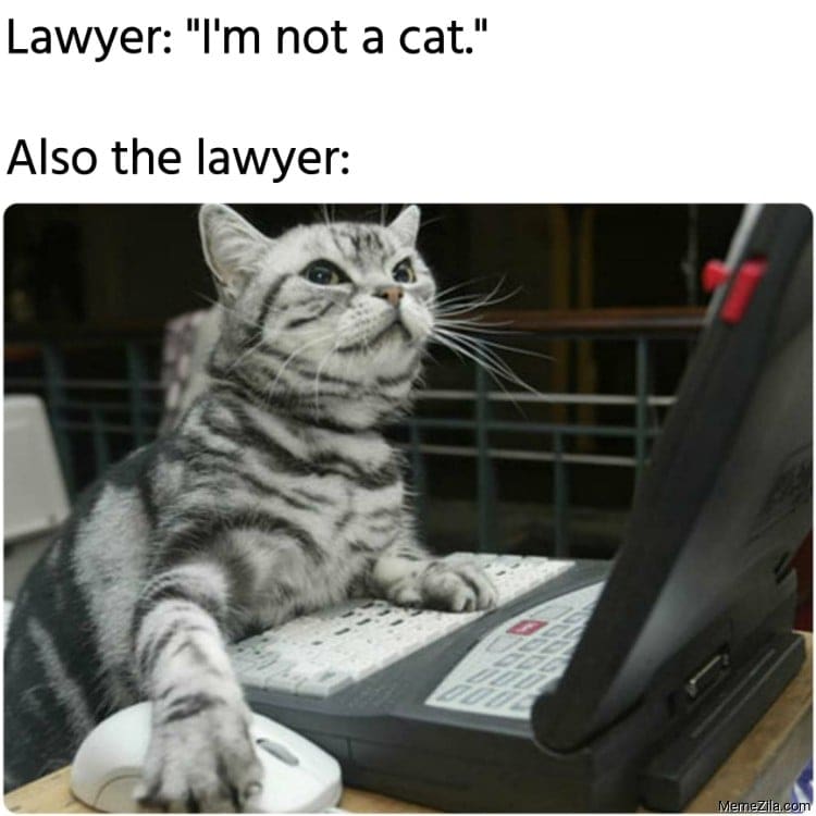 zoom lawyer cat meme Meme of a cat using a laptop with the text: 'Lawyer: "I'm not a cat." Also the lawyer:' suggesting a Zoom mishap where the lawyer is hilariously transformed into a cat filter.