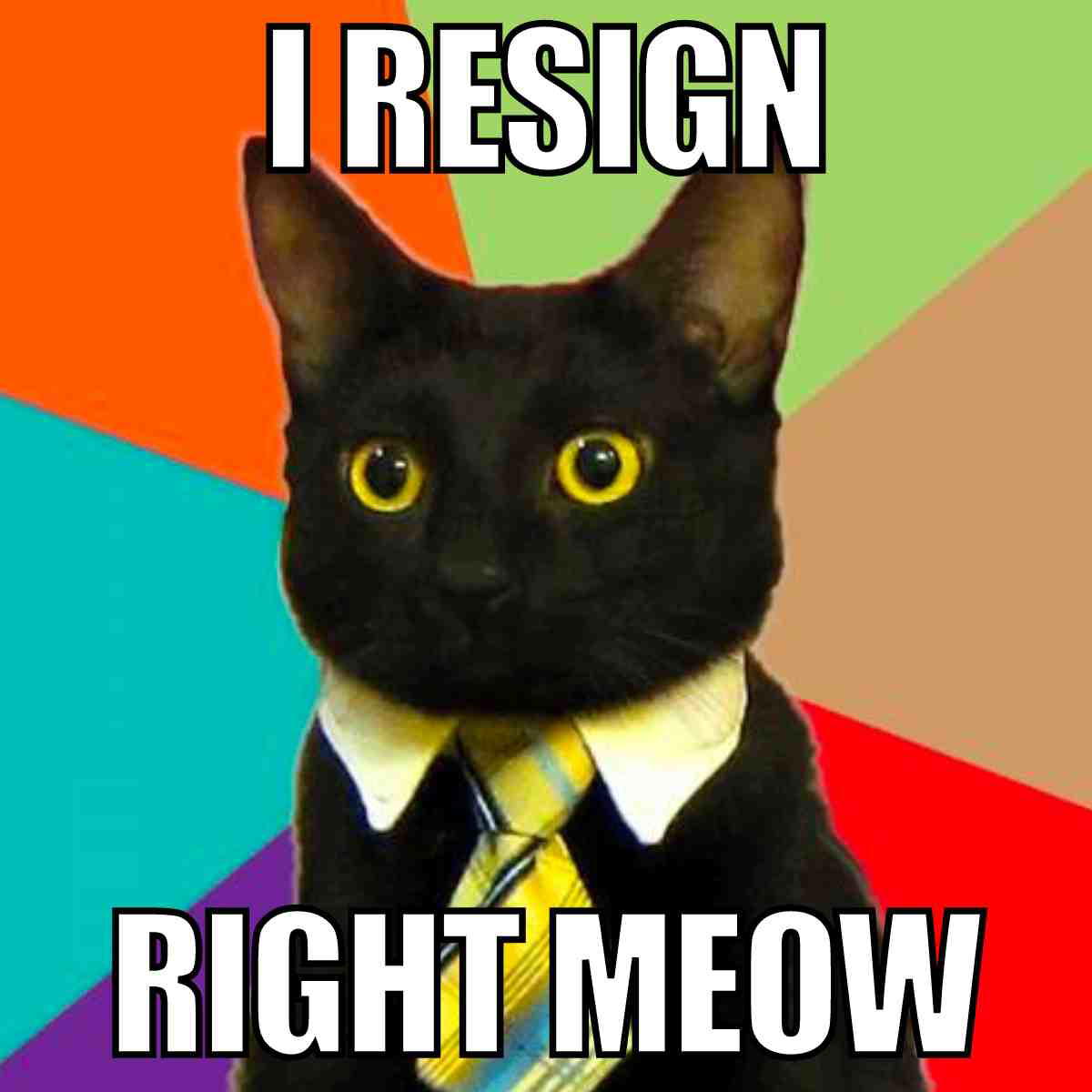 cat resign meme cat resign meme: i resign, right meow