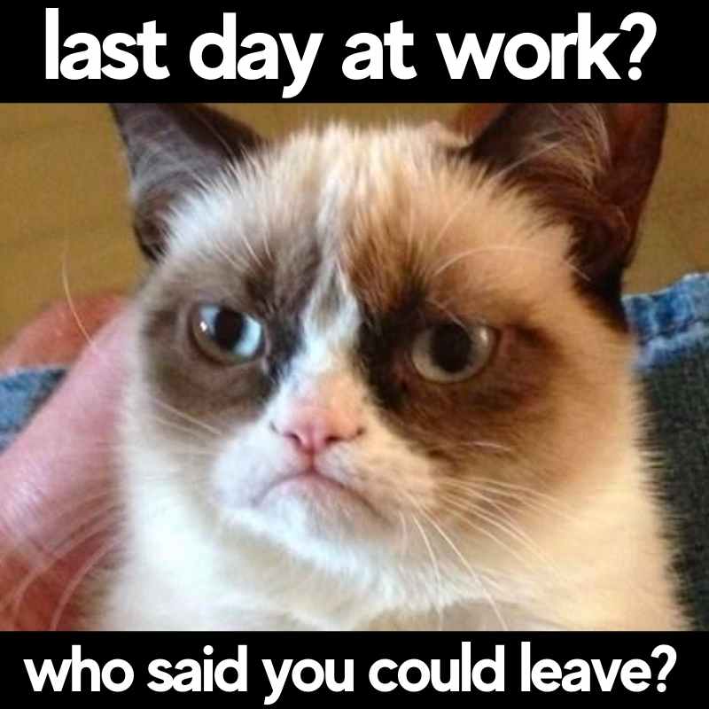funny last day at job meme Grumpy cat meme humorously questioning a person's last day at work, suggesting they can't leave.