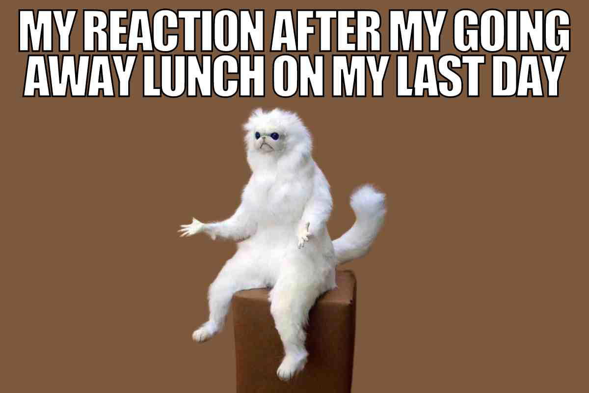 last day work lunch meme Last day lunch work meme showing a confused white cat sitting on a brown box with the text 'My reaction after my going away lunch on my last day,' capturing that moment of bewilderment when office goodbyes don't go as planned.