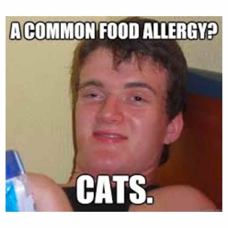 cat allergy meme Meme of a dazed guy suggesting cats are a common food allergy, humorously mixing food and pet allergies.