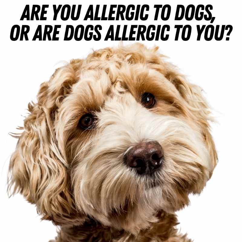 dog allergy meme A fluffy dog with a caption humorously questioning if people are allergic to dogs, or if dogs are allergic to them, in a meme format.