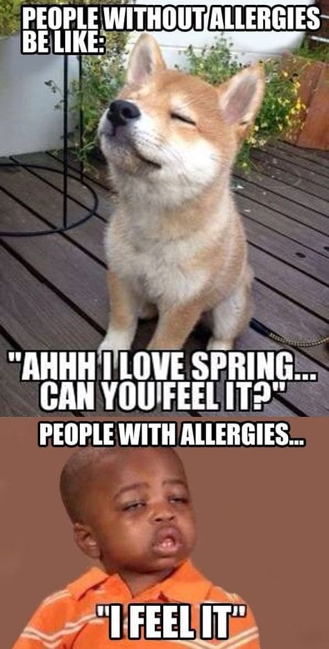 people without allergies vs people with allergies meme people without allergies vs people with allergies meme