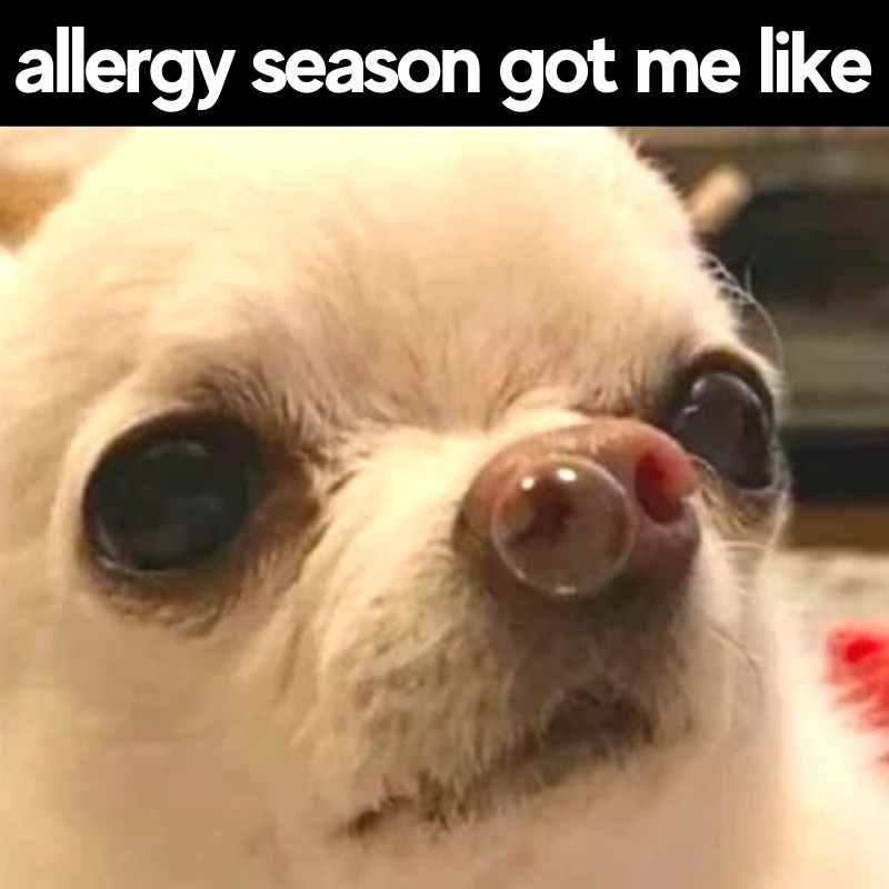 snot allergy season got me like meme funny Meme showing a closeup of a concerned Chihuahua dog with a bubble on its nose, captioned 'allergy season got me like,' humorously illustrating the struggle with allergies.