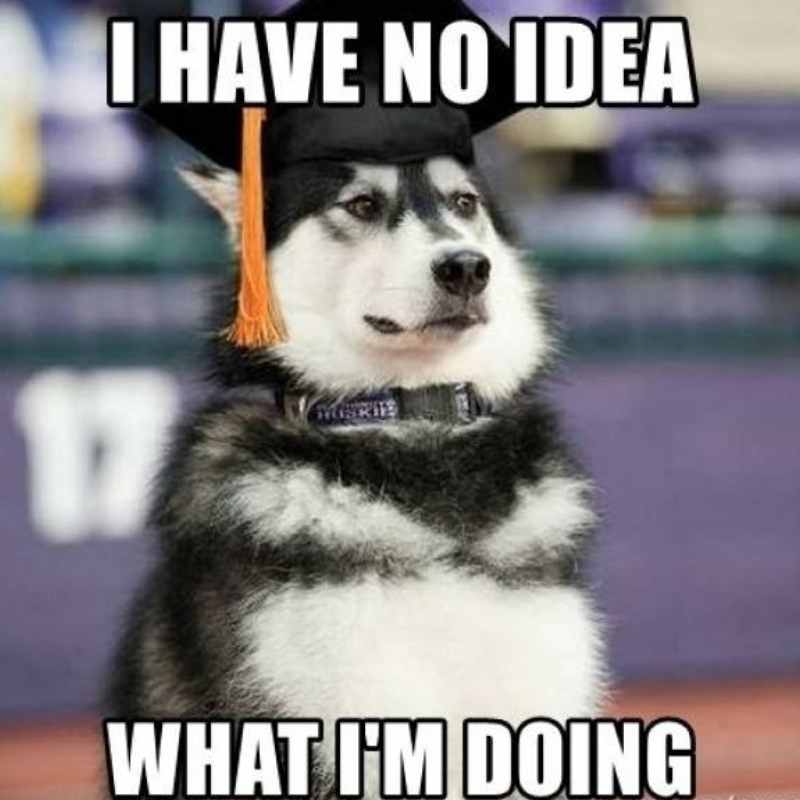 graduation future meme Meme of a dog wearing a graduation cap looking perplexed, with text saying, 'I have no idea what I'm doing.'