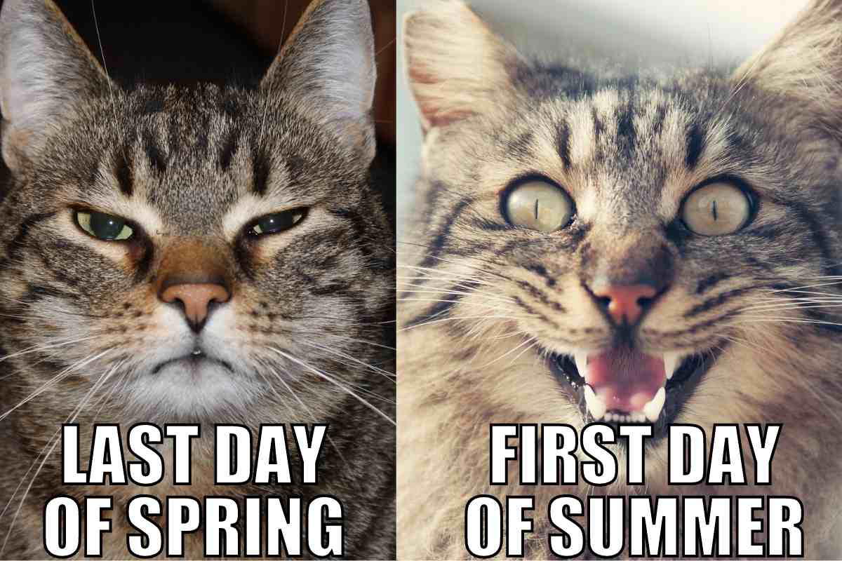 first day of summer meme Meme with two cats: the first looking unimpressed labeled 'Last Day of Spring,' and the second excitedly wideeyed labeled 'First Day of Summer.'