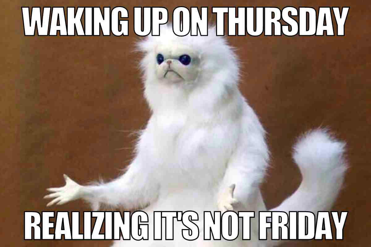 funny meme thursday A fluffy white cat with a bewildered expression and spread arms, captioned 'Waking up on Thursday, realizing it's not Friday,' capturing the Thursday blues with a side of Monday-style dread.