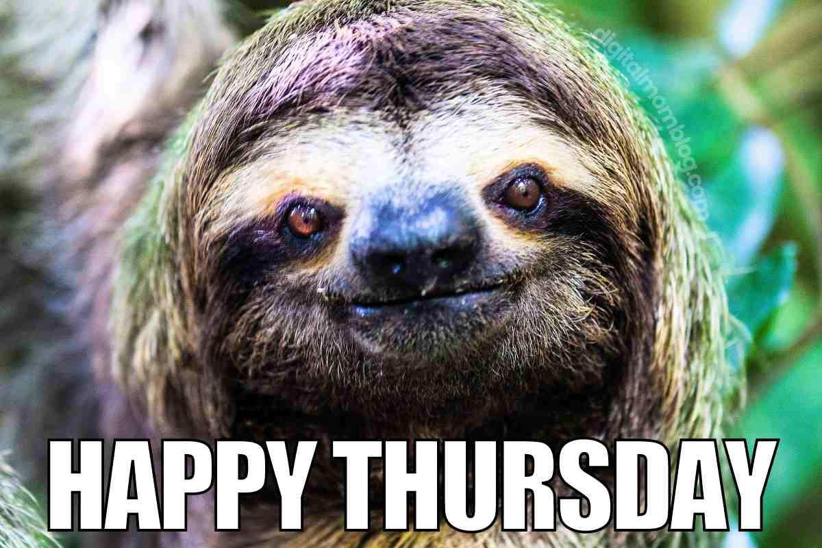 happy thursday memes 1 A sloth with a sly grin wishes everyone a "Happy Thursday," capturing the slow but steady vibe as we inch closer to Friday.