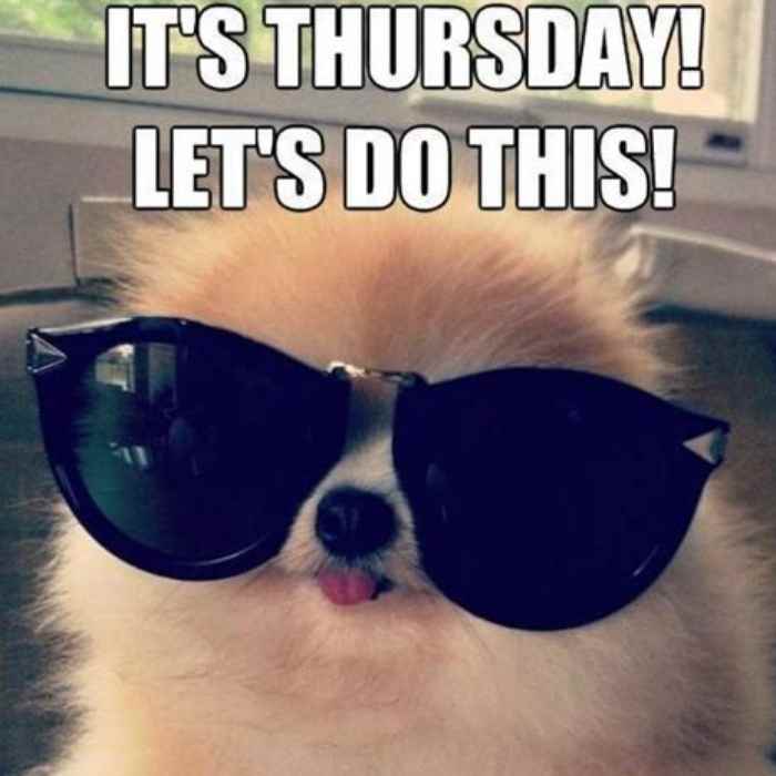 its thursday lets do this meme A fluffy dog wearing oversized sunglasses with the caption "It's Thursday! Let's do this!", embodying the enthusiasm (or lack thereof) often seen in Thursday memes.