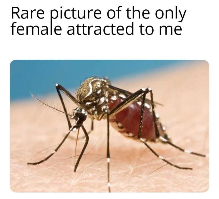 mosquito attracted meme 1 mosquito sucking blood meme