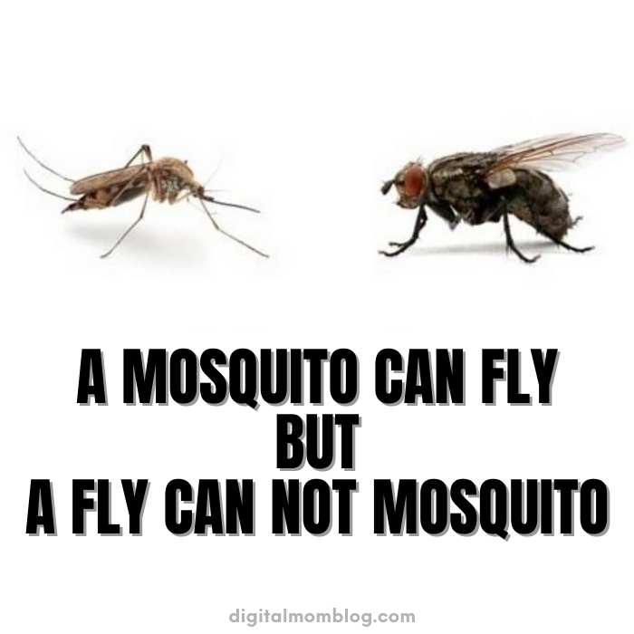 mosquito can fly meme mosquito can fly meme