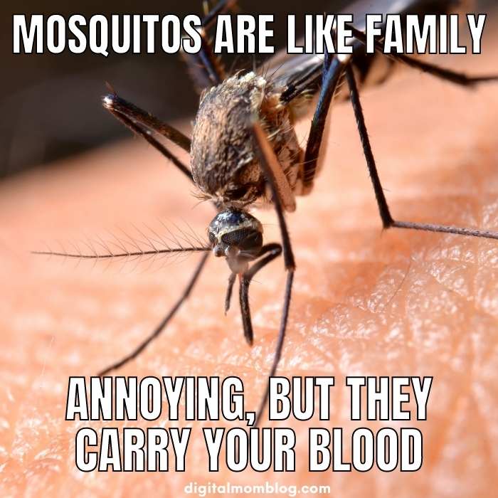 mosquito family meme mosquito is like family