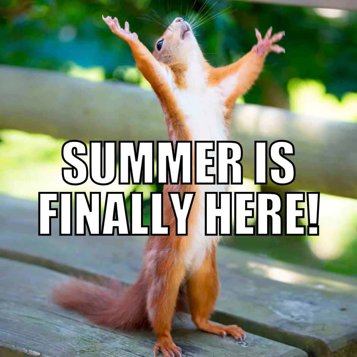 summer is here meme summer is here meme