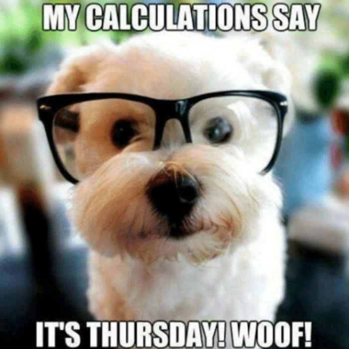 thursday dog Adorable dog wearing oversized glasses with the text 'My calculations say it's Thursday! Woof!' suggesting a humorous Thursday meme vibe.