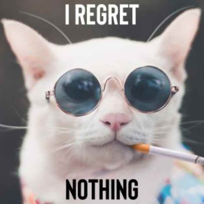 i regret nothing cat meme i regret nothing cat meme