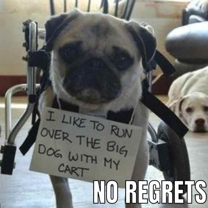 no regrets pug meme no regrets pug meme